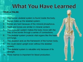 TRUE or FALSE.
1. The human skeletal system is found inside the body.
2. Bones make up the skeletal system.
3. Bones are hard because of the mineral phosphorus.
4. Teeth and bones are similar in mineral content.
5. The muscular system makes the body move with the
help of the bones through a series of contractions.
6. The skeletal system protects vital organs like the heart
and lungs.
7. The skeleton acts as the framework of the human body.
8. We could stand upright even without the skeletal
system.
9. The skeletal system is valuable only because of its
strength.
10. Bone marrow is important for blood production.
 