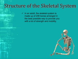  In an adult, the skeletal system is
made up of 206 bones arranged in
the best possible way to provide you
with a lot of strength and mobility.
 