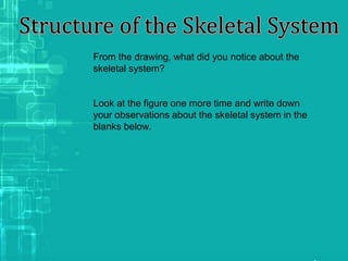 From the drawing, what did you notice about the
skeletal system?
Look at the figure one more time and write down
your observations about the skeletal system in the
blanks below.
 