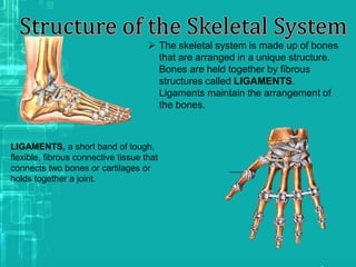  The skeletal system is made up of bones
that are arranged in a unique structure.
Bones are held together by fibrous
structures called LIGAMENTS.
Ligaments maintain the arrangement of
the bones.
LIGAMENTS, a short band of tough,
flexible, fibrous connective tissue that
connects two bones or cartilages or
holds together a joint.
 