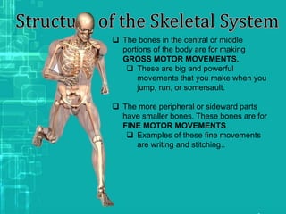  The bones in the central or middle
portions of the body are for making
GROSS MOTOR MOVEMENTS.
 These are big and powerful
movements that you make when you
jump, run, or somersault.
 The more peripheral or sideward parts
have smaller bones. These bones are for
FINE MOTOR MOVEMENTS.
 Examples of these fine movements
are writing and stitching..
 