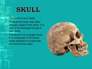 • The bone of your head.
• Protects the brain and other
sensory organs from harm. It is
one of the strongest bones in
your body.
• The skull is not a single bone;
it is composed of 26 bones
fused together to protect the
structure of the head.
 