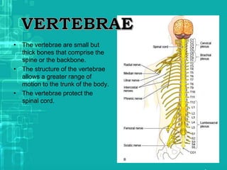 • The vertebrae are small but
thick bones that comprise the
spine or the backbone.
• The structure of the vertebrae
allows a greater range of
motion to the trunk of the body.
• The vertebrae protect the
spinal cord.
 