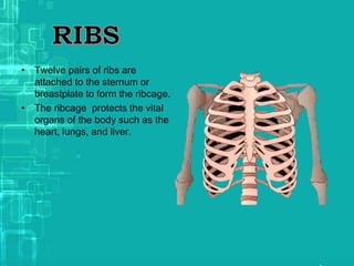 • Twelve pairs of ribs are
attached to the sternum or
breastplate to form the ribcage.
• The ribcage protects the vital
organs of the body such as the
heart, lungs, and liver.
 
