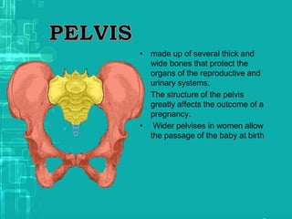 • made up of several thick and
wide bones that protect the
organs of the reproductive and
urinary systems.
• The structure of the pelvis
greatly affects the outcome of a
pregnancy.
• Wider pelvises in women allow
the passage of the baby at birth
 