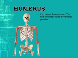• the bone of the upper arm. The
humerus makes arm movements
possible.
 
