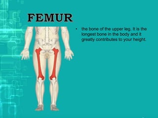• the bone of the upper leg. It is the
longest bone in the body and it
greatly contributes to your height.
 