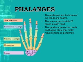 • The phalanges are the bones of
the hands and fingers.
• There are approximately 20
bones in each hand.
• The smaller bones of the hands
and fingers allow finer motor
movements to be performed.
 