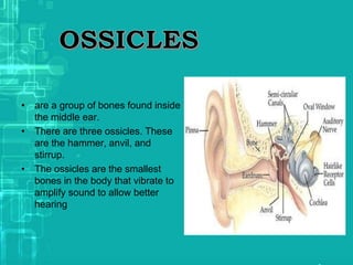 • are a group of bones found inside
the middle ear.
• There are three ossicles. These
are the hammer, anvil, and
stirrup.
• The ossicles are the smallest
bones in the body that vibrate to
amplify sound to allow better
hearing
 