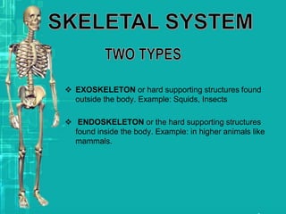  EXOSKELETON or hard supporting structures found
outside the body. Example: Squids, Insects
 ENDOSKELETON or the hard supporting structures
found inside the body. Example: in higher animals like
mammals.
 