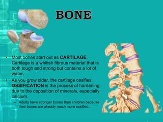 • Most bones start out as CARTILAGE.
Cartilage is a whitish fibrous material that is
both tough and strong but contains a lot of
water.
• As you grow older, the cartilage ossifies.
OSSIFICATION is the process of hardening
due to the deposition of minerals, especially
calcium.
– Adults have stronger bones than children because
their bones are already much more ossified..
 