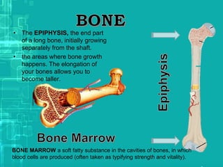 • The EPIPHYSIS, the end part
of a long bone, initially growing
separately from the shaft.
• the areas where bone growth
happens. The elongation of
your bones allows you to
become taller.
BONE MARROW a soft fatty substance in the cavities of bones, in which
blood cells are produced (often taken as typifying strength and vitality).
 