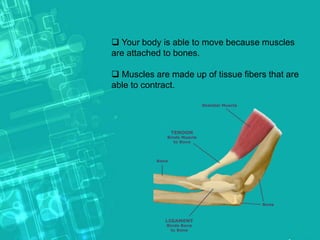  Your body is able to move because muscles
are attached to bones.
 Muscles are made up of tissue fibers that are
able to contract.
 