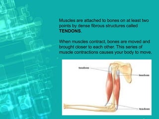 Muscles are attached to bones on at least two
points by dense fibrous structures called
TENDONS.
When muscles contract, bones are moved and
brought closer to each other. This series of
muscle contractions causes your body to move.
 