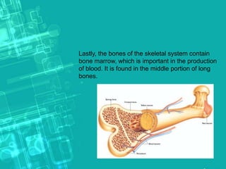 Lastly, the bones of the skeletal system contain
bone marrow, which is important in the production
of blood. It is found in the middle portion of long
bones.
 