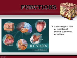  Maintaining the sites
for reception of
external cutaneous
sensations;
 