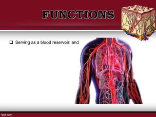  Serving as a blood reservoir; and
 