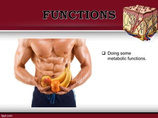  Doing some
metabolic functions.
 