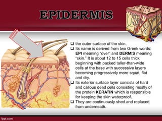  the outer surface of the skin.
 Its name is derived from two Greek words:
EPI meaning “over” and DERMIS meaning
“skin.” It is about 12 to 15 cells thick
beginning with packed taller-than-wide
cells at the base with successive layers
becoming progressively more squat, flat
and dry.
 Its exterior surface layer consists of hard
and callous dead cells consisting mostly of
the protein KERATIN which is responsible
for keeping the skin waterproof.
 They are continuously shed and replaced
from underneath.
 