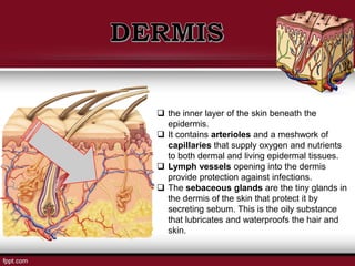  the inner layer of the skin beneath the
epidermis.
 It contains arterioles and a meshwork of
capillaries that supply oxygen and nutrients
to both dermal and living epidermal tissues.
 Lymph vessels opening into the dermis
provide protection against infections.
 The sebaceous glands are the tiny glands in
the dermis of the skin that protect it by
secreting sebum. This is the oily substance
that lubricates and waterproofs the hair and
skin.
 