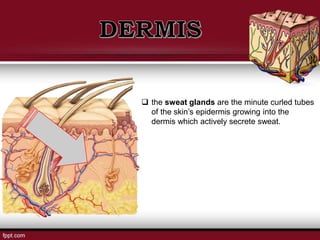  the sweat glands are the minute curled tubes
of the skin’s epidermis growing into the
dermis which actively secrete sweat.
 