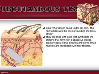  simply the tissues found under the skin. The
hair follicles are the pits surrounding the roots
of hair.
 They are lined with cells that synthesize the
proteins that form hair. Sebaceous glands,
capillary beds, nerve endings and some small
muscles are associated with hair follicles.
 
