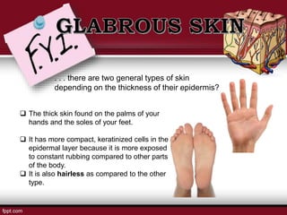 . . . there are two general types of skin
depending on the thickness of their epidermis?
 The thick skin found on the palms of your
hands and the soles of your feet.
 It has more compact, keratinized cells in the
epidermal layer because it is more exposed
to constant rubbing compared to other parts
of the body.
 It is also hairless as compared to the other
type.
 