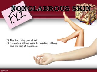  The thin, hairy type of skin.
 It is not usually exposed to constant rubbing
thus the lack of thickness.
 