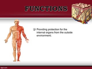  Providing protection for the
internal organs from the outside
environment;
 
