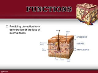  Providing protection from
dehydration or the loss of
internal fluids;
 