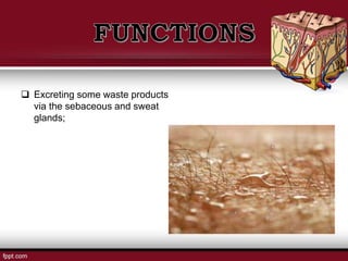  Excreting some waste products
via the sebaceous and sweat
glands;
 