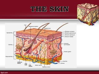 LS 2 5 The Integumentary System