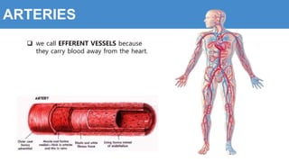  we call EFFERENT VESSELS because
they carry blood away from the heart.
ARTERIES
 