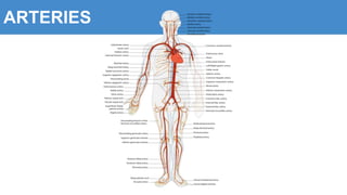 ARTERIES
 