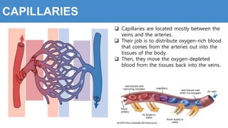  Capillaries are located mostly between the
veins and the arteries.
 Their job is to distribute oxygen-rich blood
that comes from the arteries out into the
tissues of the body.
 Then, they move the oxygen-depleted
blood from the tissues back into the veins.
CAPILLARIES
 