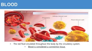BLOOD
• The red fluid circulated throughout the body by the circulatory system.
• Blood is considered a connective tissue.
 