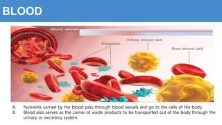 BLOOD
A. Nutrients carried by the blood pass through blood vessels and go to the cells of the body.
B. Blood also serves as the carrier of waste products to be transported out of the body through the
urinary or excretory system.
 