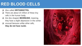  Also called ERYTHROCYTES.
 There are about 25 trillion of these tiny
cells in the human body.
 Are disc-shaped, BICONCAVE, meaning,
they have a slight depression in the center.
 unusual because unlike other cells,
they do not have nuclei.
RED BLOOD CELLS
 