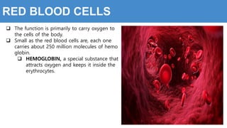  The function is primarily to carry oxygen to
the cells of the body.
 Small as the red blood cells are, each one
carries about 250 million molecules of hemo
globin.
 HEMOGLOBIN, a special substance that
attracts oxygen and keeps it inside the
erythrocytes.
RED BLOOD CELLS
 
