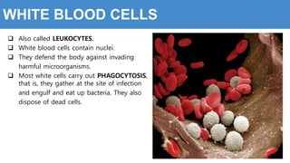 WHITE BLOOD CELLS
 Also called LEUKOCYTES.
 White blood cells contain nuclei.
 They defend the body against invading
harmful microorganisms.
 Most white cells carry out PHAGOCYTOSIS,
that is, they gather at the site of infection
and engulf and eat up bacteria. They also
dispose of dead cells.
 