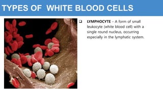 TYPES OF WHITE BLOOD CELLS
 LYMPHOCYTE - A form of small
leukocyte (white blood cell) with a
single round nucleus, occurring
especially in the lymphatic system.
 