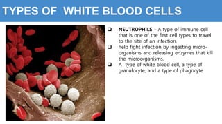 TYPES OF WHITE BLOOD CELLS
 NEUTROPHILS - A type of immune cell
that is one of the first cell types to travel
to the site of an infection.
 help fight infection by ingesting micro-
organisms and releasing enzymes that kill
the microorganisms.
 A type of white blood cell, a type of
granulocyte, and a type of phagocyte
 