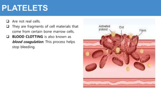 PLATELETS
 Are not real cells.
 They are fragments of cell materials that
come from certain bone marrow cells.
 BLOOD CLOTTING is also known as
blood coagulation. This process helps
stop bleeding.
 