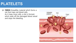 PLATELETS
 FIBRIN threadlike material which forms a
net that traps red blood cells.
As it traps more cells, a clot is formed,
which seals off the damaged blood vessel
and stops the bleeding.
 