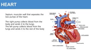 Septum, muscular wall that separates the
two pumps of the heart.
The right pump collects blood from the
body and sends it to the lungs.
The left pump collects blood from the
lungs and sends it to the rest of the body
HEART
 