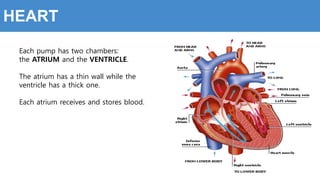 Each pump has two chambers:
the ATRIUM and the VENTRICLE.
The atrium has a thin wall while the
ventricle has a thick one.
Each atrium receives and stores blood.
HEART
 