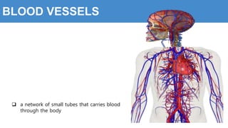  a network of small tubes that carries blood
through the body
BLOOD VESSELS
 