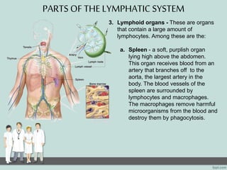 LS 2 9 The Lymphatic System | PPTX