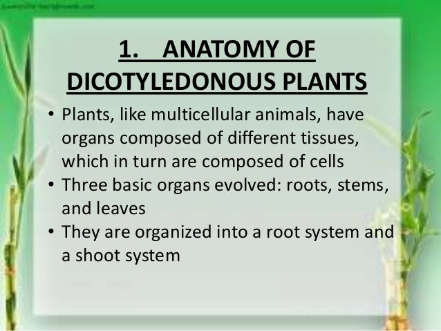 of vascular system in plants fluid unit and support afet plants in 5 transport Ls2 of vascular system in plants fluid unit and support afet plants in 5 transport Ls2