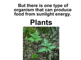 But there is one type of
organism that can produce
food from sunlight energy.

       Plants
Plants are producers.
Produce means “to make.”
Producers make food from
     sunlight energy.
 